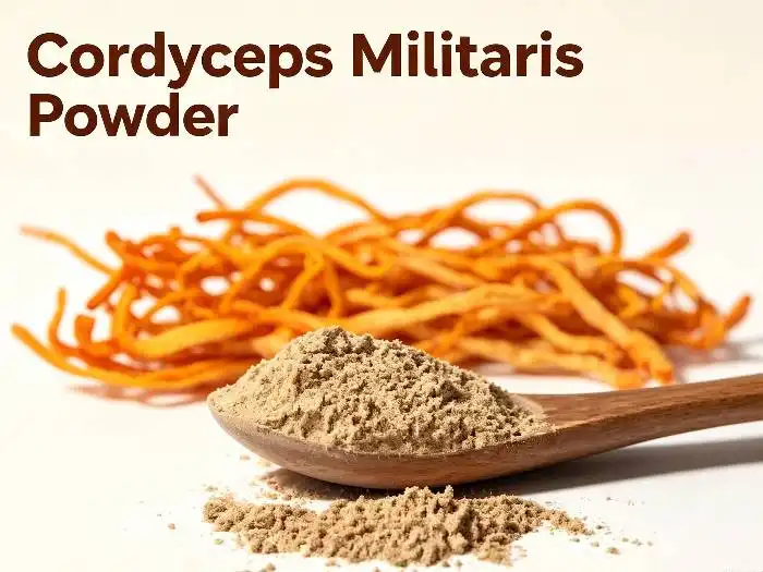 Bulk Cordyceps Militaris Powder Solutions for Global Functional Food Ingredient Suppliers
